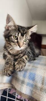 Pierre (foster cat) -  Domestic Medium Hair Cat for Adoption in Littlestown, Pennsylvania - Pierre (foster Cat) | PetCurious