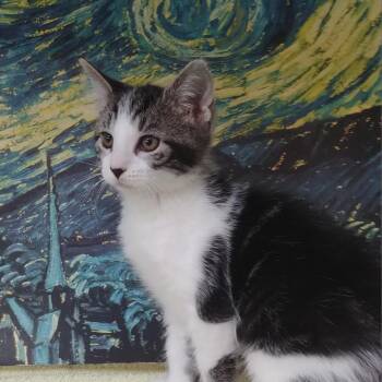 Domestic Short Hair and Domestic Medium Hair Cats Available for Adoption - Bridget | PetCurious