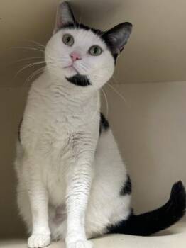 Rescue Domestic Short Hair Cats for Adoption in Dekalb, Illinois - Nova | PetCurious