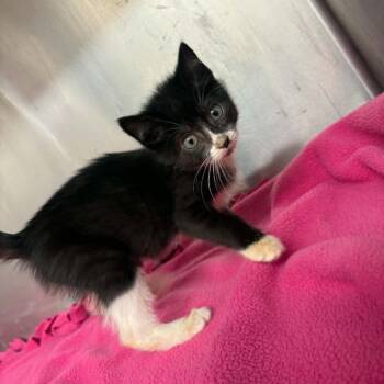 Bubbles C26-044 -  Domestic Short Hair Cat for Adoption in Elbow Lake, Minnesota - Bubbles C26-044 | PetCurious