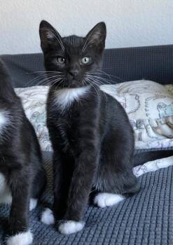 Rachel -  Domestic Long Hair Cat for Adoption in Sacramento, California - Rachel | PetCurious