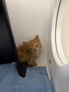 Domestic Short Hair Cats Available for Adoption in Ontario, California - BOO BOO - NEEDS A FOSTER | PetCurious