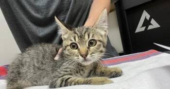 Kalimba -  Domestic Short Hair Cat for Adoption in Sacramento, California - Kalimba | PetCurious
