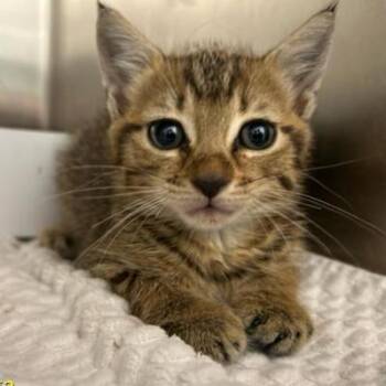 Parker -  Domestic Short Hair Cat for Adoption in Jupiter, Florida - Parker | PetCurious