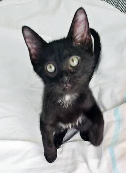 Rescue Domestic Short Hair Cats for Adoption in Lake Monroe, Florida - Kakashe | PetCurious