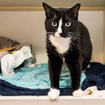 Marlo -  Domestic Short Hair Cat Available for Adoption in Victor, New York - Marlo | PetCurious