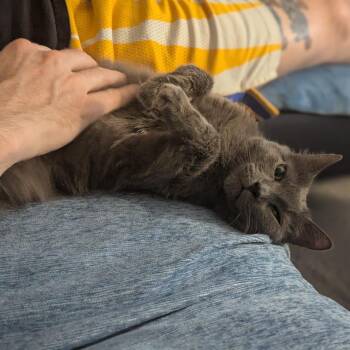 Old Lady -  Russian Blue and Domestic Short Hair Cat for Adoption in Chicago, Illinois - Old Lady | PetCurious
