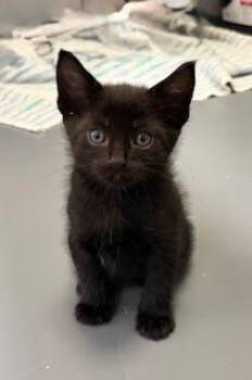 Clover -  Domestic Short Hair Cat Available for Adoption in Winter Haven, Florida - Clover | PetCurious