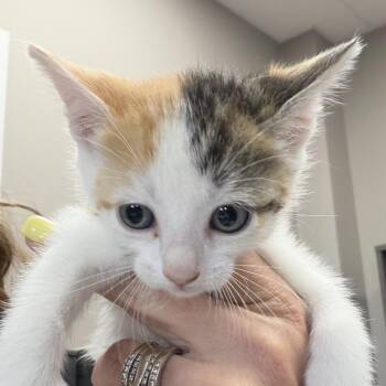 Bluebonnet -  Domestic Short Hair Cat for Adoption in Midland, Texas - Bluebonnet | PetCurious