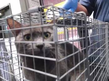 CORBIN -  Domestic Short Hair Cat for Adoption in Tulsa, Oklahoma - CORBIN | PetCurious