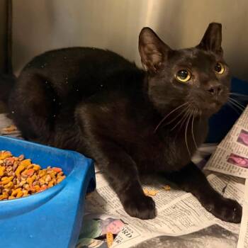 Automatic (16625) -  Domestic Short Hair Cat for Adoption in Washington, District Of Columbia - Automatic (16625) | PetCurious