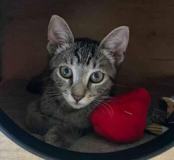 Lemon -  Domestic Short Hair Cat for Adoption in Seal Beach, California - Lemon | PetCurious