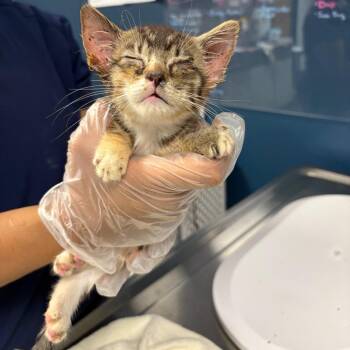 Kiss -  Domestic Short Hair Cat for Adoption in Newark, New Jersey - Kiss | PetCurious
