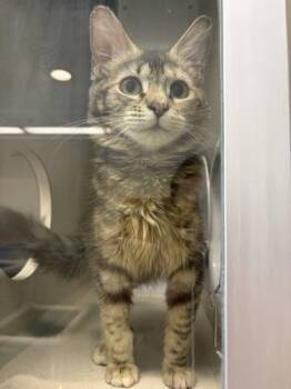 Sue -  Domestic Short Hair Cat for Adoption in Bellevue, Washington - Sue | PetCurious