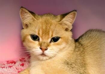 MASHA -  British Shorthair and Domestic Short Hair Cat for Adoption in Fort Lauderdale, Florida - MASHA | PetCurious