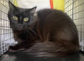CLEO -  Domestic Long Hair Cat for Adoption in Fort Myers, Florida - CLEO | PetCurious