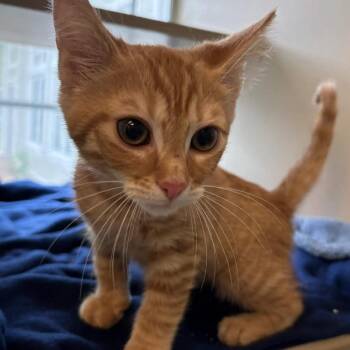 Lincoln -  Domestic Short Hair Cat for Adoption in Gloucester, Virginia - Lincoln | PetCurious
