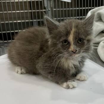 Zoa -  Domestic Short Hair Cat for Adoption in Fairmont, West Virginia - Zoa | PetCurious