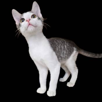 Bean Frances -  Tabby Cat for Adoption in Phoenix, Arizona - Bean Frances | PetCurious