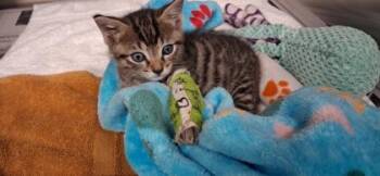 Tiny Tim -  Domestic Short Hair Cat for Adoption in Atlanta, Georgia - Tiny Tim | PetCurious