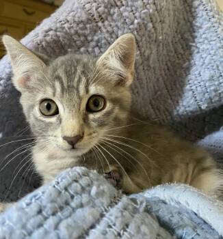 Domestic Short Hair Cats Available for Adoption in Oviedo, Florida - Roma | PetCurious