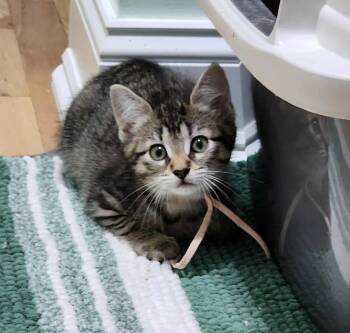 Rescue Domestic Short Hair Cats for Adoption in Taycheedah, Wisconsin - Butternut | PetCurious