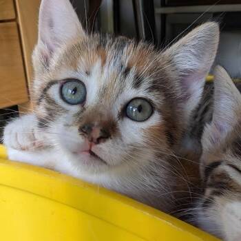 Ms. Purple -  American Shorthair Cat for Adoption in Freeport, Florida - Ms. Purple | PetCurious