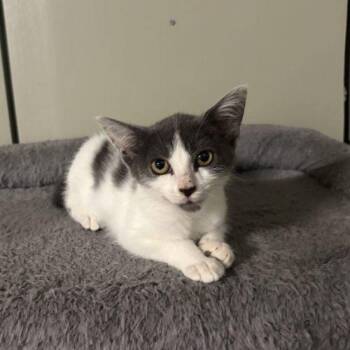 Sorellina -  Domestic Short Hair Cat for Adoption in Toms River, New Jersey - Sorellina | PetCurious