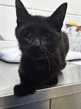 GROVER -  Domestic Short Hair Cat for Adoption - GROVER | PetCurious