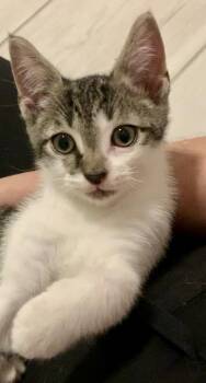 Domestic Short Hair Cats Available for Adoption in Zephyrhills, Florida - Fenway (0440) | PetCurious