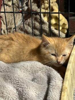 Willy -  Domestic Short Hair Cat for Adoption in Cloquet, Minnesota - Willy | PetCurious