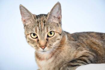 Domestic Short Hair Cats Available for Adoption in Loveland, Colorado - BECKY | PetCurious