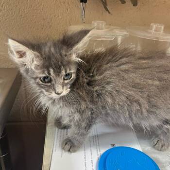 Flora -  Domestic Long Hair Cat for Adoption in Lewisburg, West Virginia - Flora | PetCurious