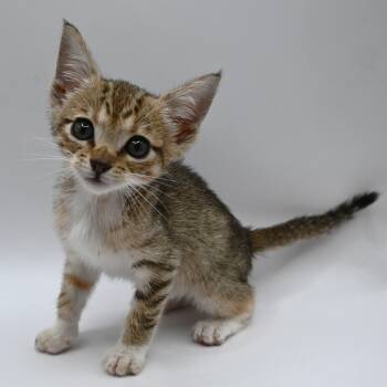 Rescue Tabby Cats for Adoption in Mobile, Alabama - Gracie Lynn | PetCurious