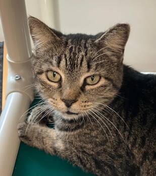 Rescue Domestic Short Hair Cats for Adoption in Fernandina Beach, Florida - Maggie | PetCurious