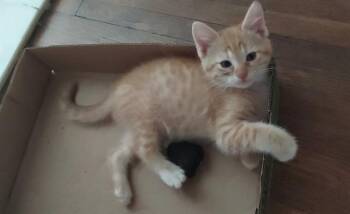 SCOOBY -  Domestic Short Hair Cat for Adoption in Charlotte, North Carolina - SCOOBY | PetCurious