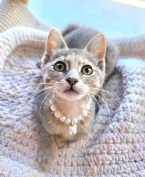 Brulee -  Dilute Tortoiseshell Cat for Adoption in Villa Park, California - Brulee | PetCurious