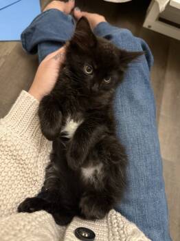Rescue Domestic Long Hair Cats for Adoption in Virginia Beach, Virginia - Pancake | PetCurious