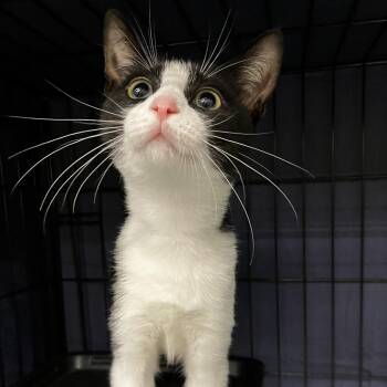 Piglet -  Domestic Short Hair Cat for Adoption in Wilmington, Delaware - Piglet | PetCurious