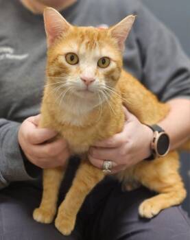 Domestic Short Hair Cats Available for Adoption in Manhattan, Illinois - Leonard | PetCurious