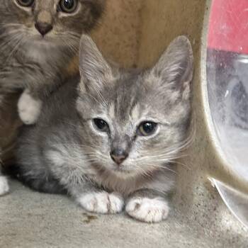 Sheperd -  Domestic Short Hair Cat for Adoption in Philadelphia, Pennsylvania - Sheperd | PetCurious