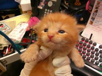 Domestic Long Hair Cats Available for Adoption in Ocala, Florida - A378976 | PetCurious
