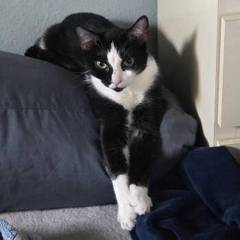 Mia -  Domestic Short Hair Cat for Adoption in Titusville, Florida - Mia | PetCurious