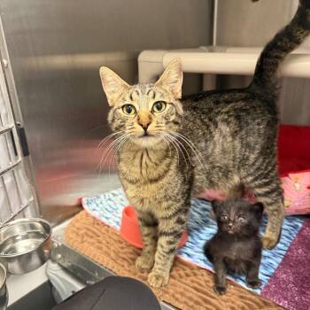 Halo -  Domestic Short Hair Cat for Adoption in Spring Hill, Kansas - Halo | PetCurious