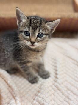 Domestic Short Hair Cats Available for Adoption in Hackensack, Minnesota - Yuki | PetCurious