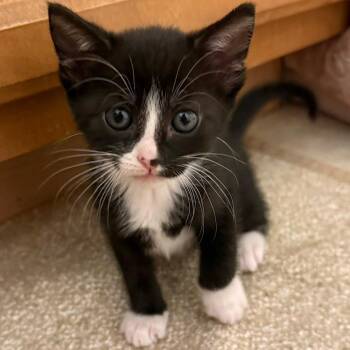 Susie -  Domestic Short Hair Cat for Adoption in Oak Ridge, Tennessee - Susie | PetCurious