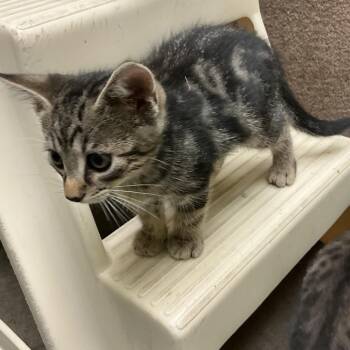 Smoke -  Domestic Short Hair Cat for Adoption in Waynesburg, Pennsylvania - Smoke | PetCurious