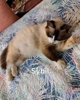 Sybil -  Domestic Long Hair Cat for Adoption in Plattsburgh, New York - Sybil | PetCurious