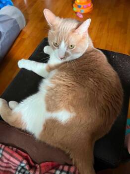 Garmole -  Domestic Short Hair Cat for Adoption in Taycheedah, Wisconsin - Garmole | PetCurious