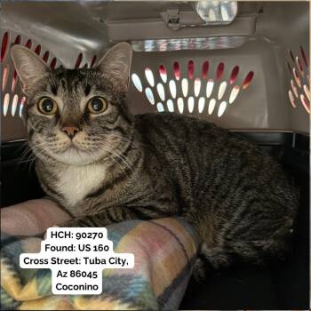 Calamari- Self-Sufficient Royalty -  Domestic Short Hair Cat for Adoption in Flagstaff, Arizona - Calamari- Self-Sufficient Royalty | PetCurious